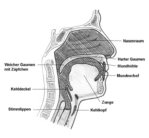 Anatomic drawing of a cut through the head