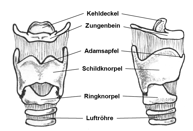 Anatomische Zeichnung Kehlkopf