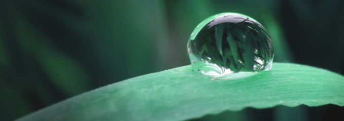 Drop of water on a leaf – private atmosphere